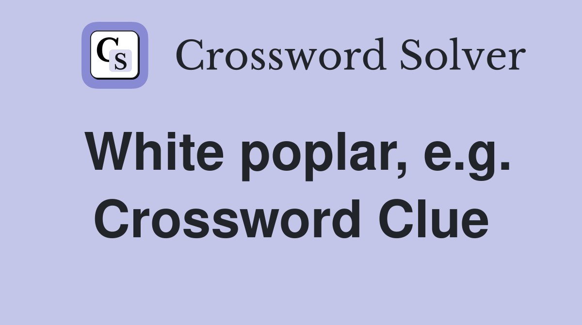 White poplar, e.g. Crossword Clue