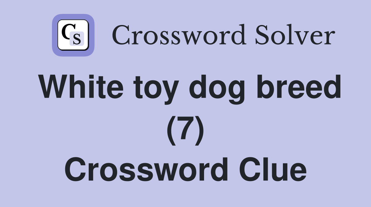 White toy dog breed (7) Crossword Clue