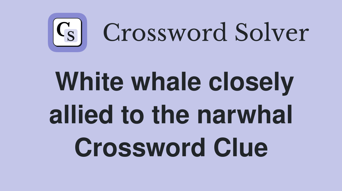 White whale closely allied to the narwhal Crossword Clue