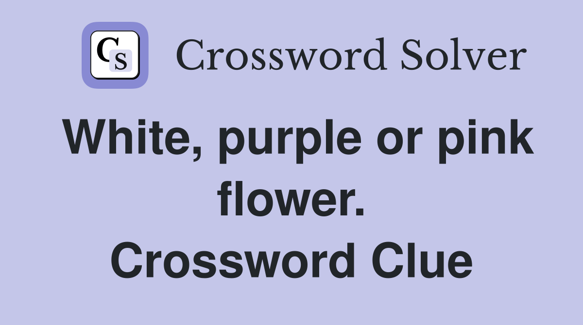 White, purple or pink flower. Crossword Clue