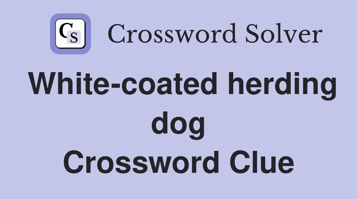 White-coated herding dog Crossword Clue