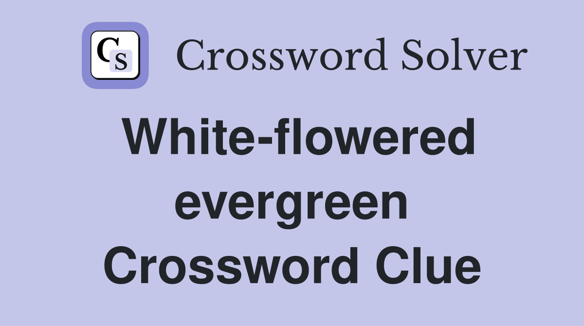 White-flowered evergreen Crossword Clue
