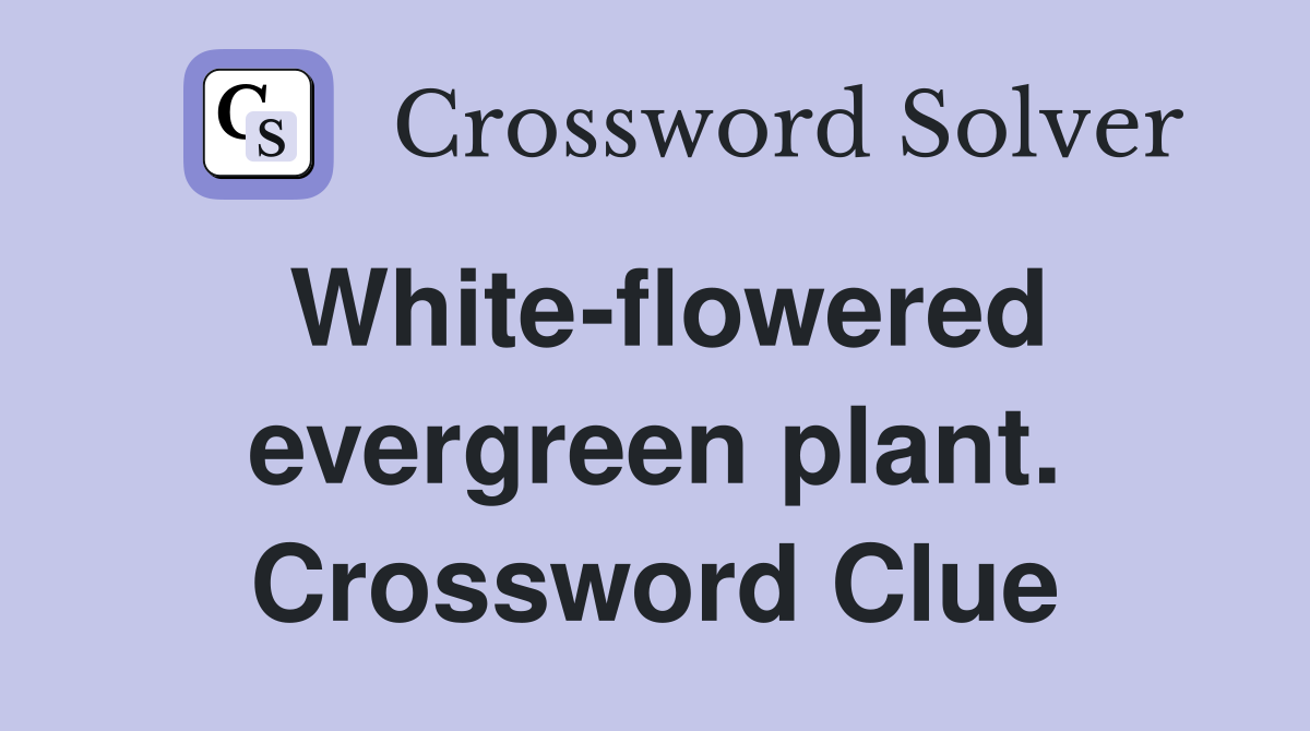 White-flowered evergreen plant. Crossword Clue