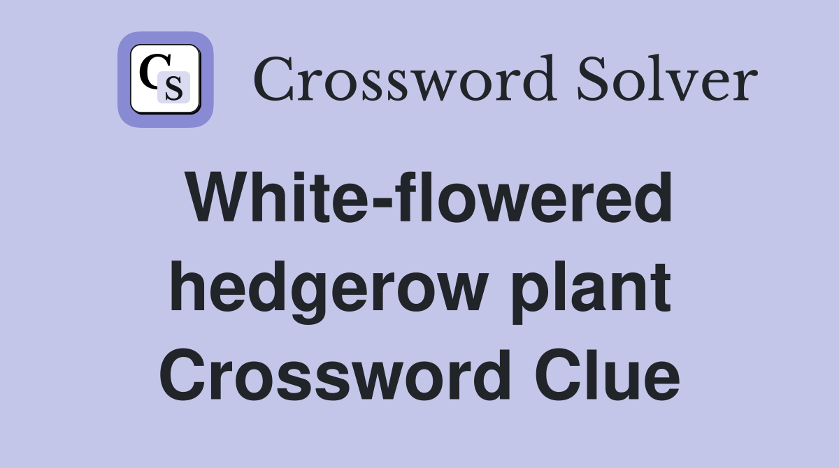 White-flowered hedgerow plant Crossword Clue