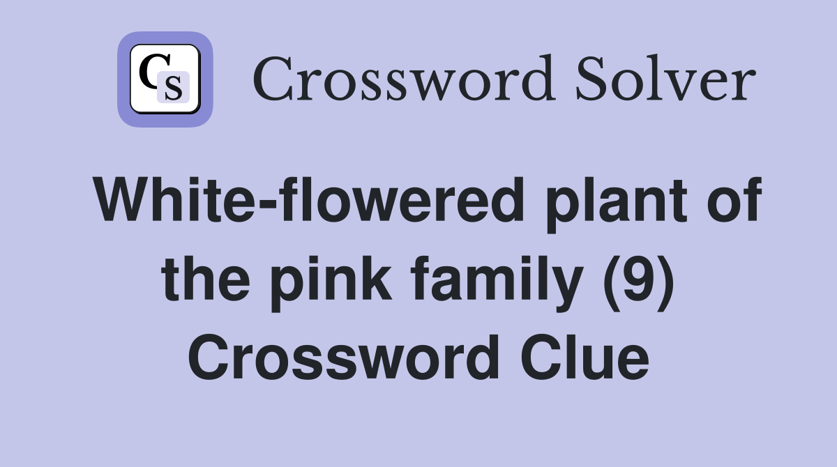 White-flowered plant of the pink family (9) Crossword Clue