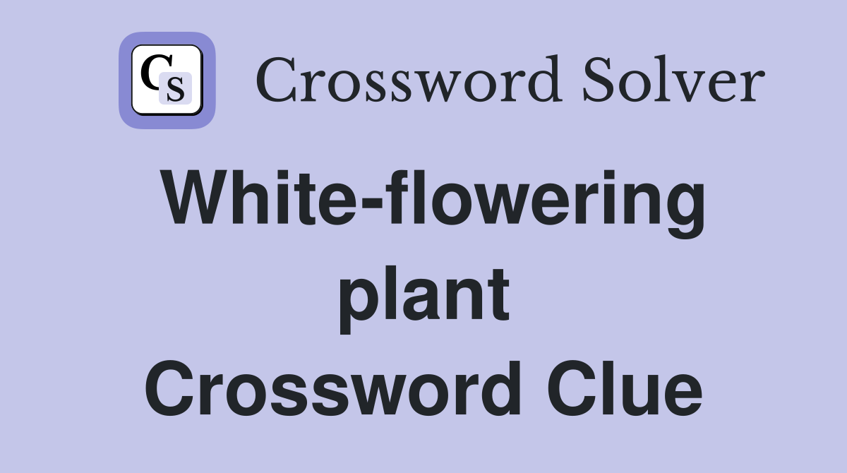 White-flowering plant Crossword Clue