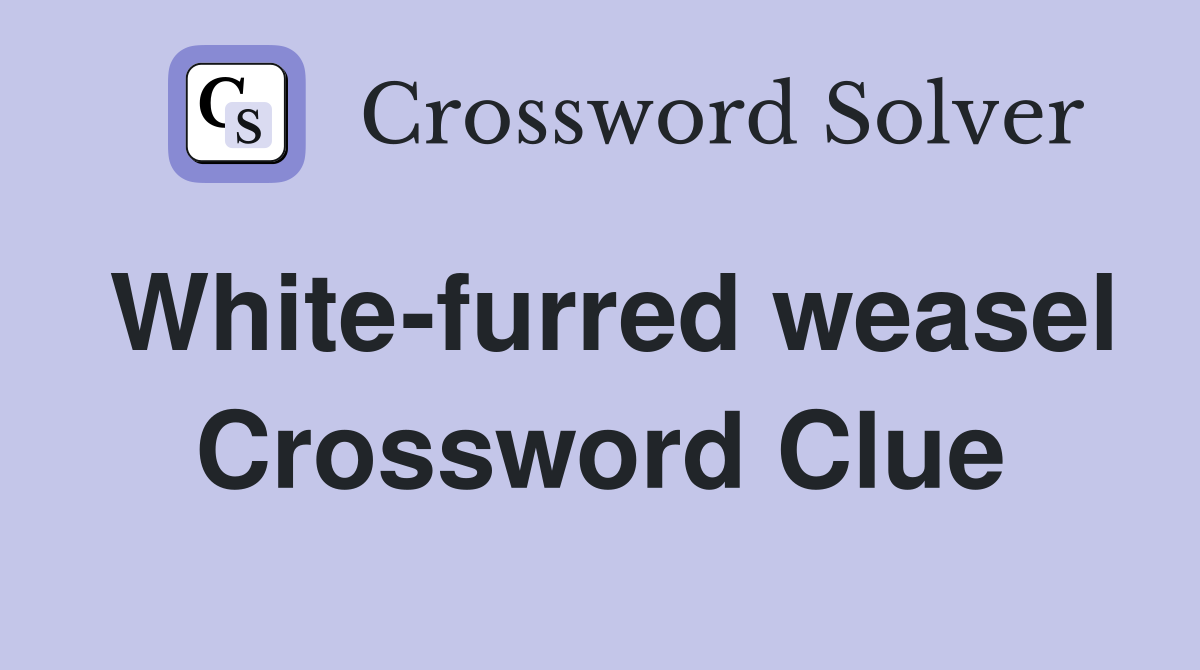 White-furred weasel Crossword Clue