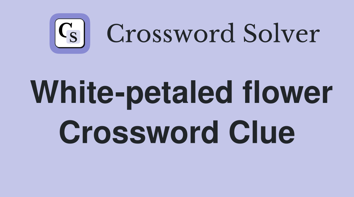 White-petaled flower Crossword Clue