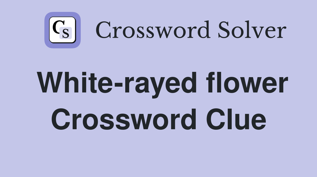 White-rayed flower Crossword Clue