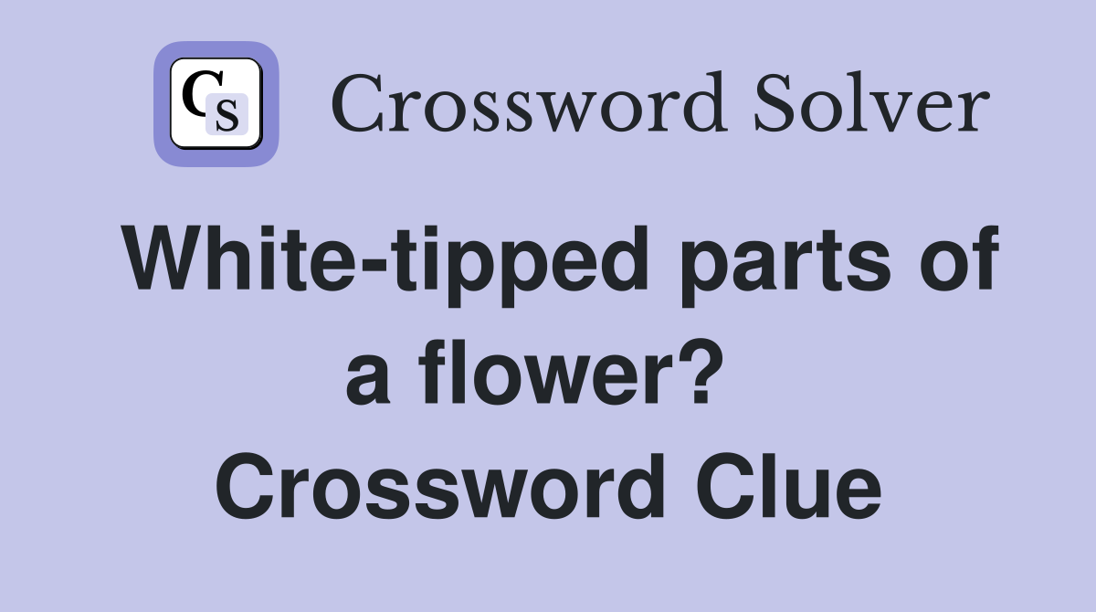 White-tipped parts of a flower?  Crossword Clue