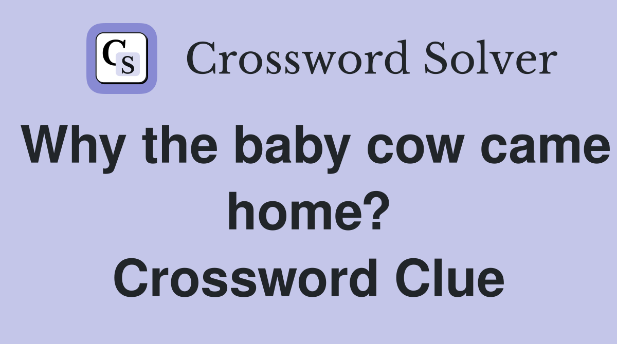 Why the baby cow came home? Crossword Clue