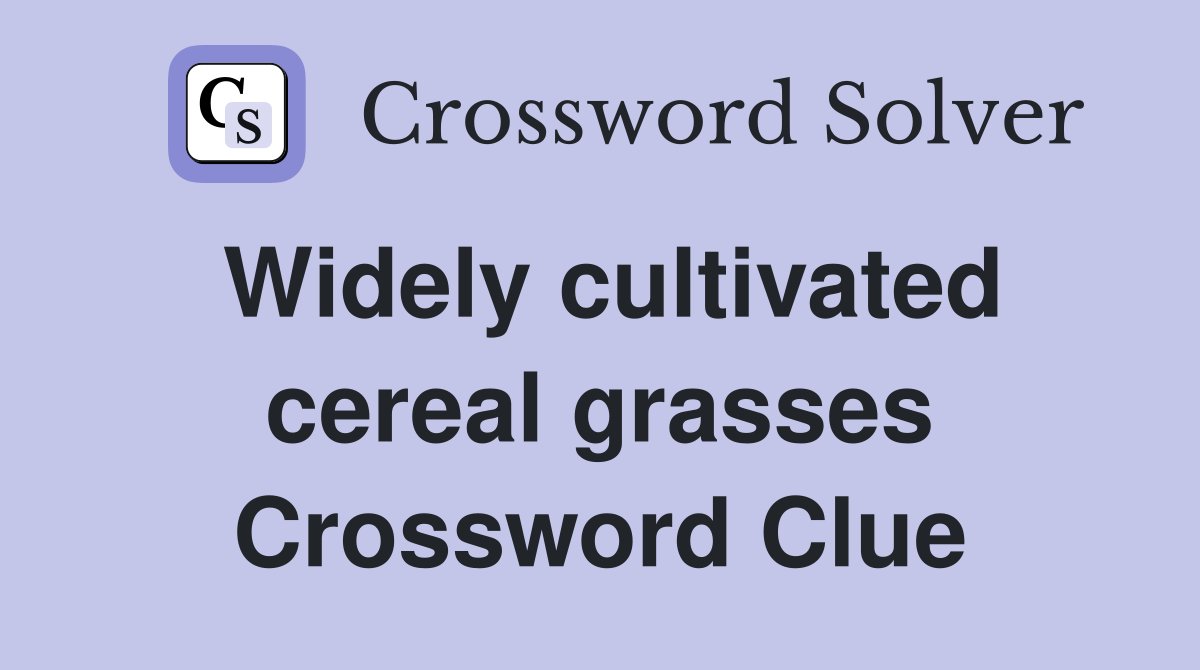 Widely cultivated cereal grasses Crossword Clue