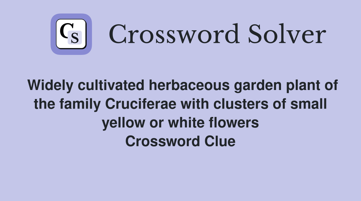 Widely cultivated herbaceous garden plant of the family Cruciferae with clusters of small yellow or white flowers Crossword Clue