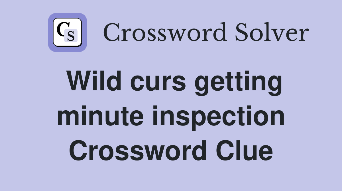 Wild curs getting minute inspection Crossword Clue