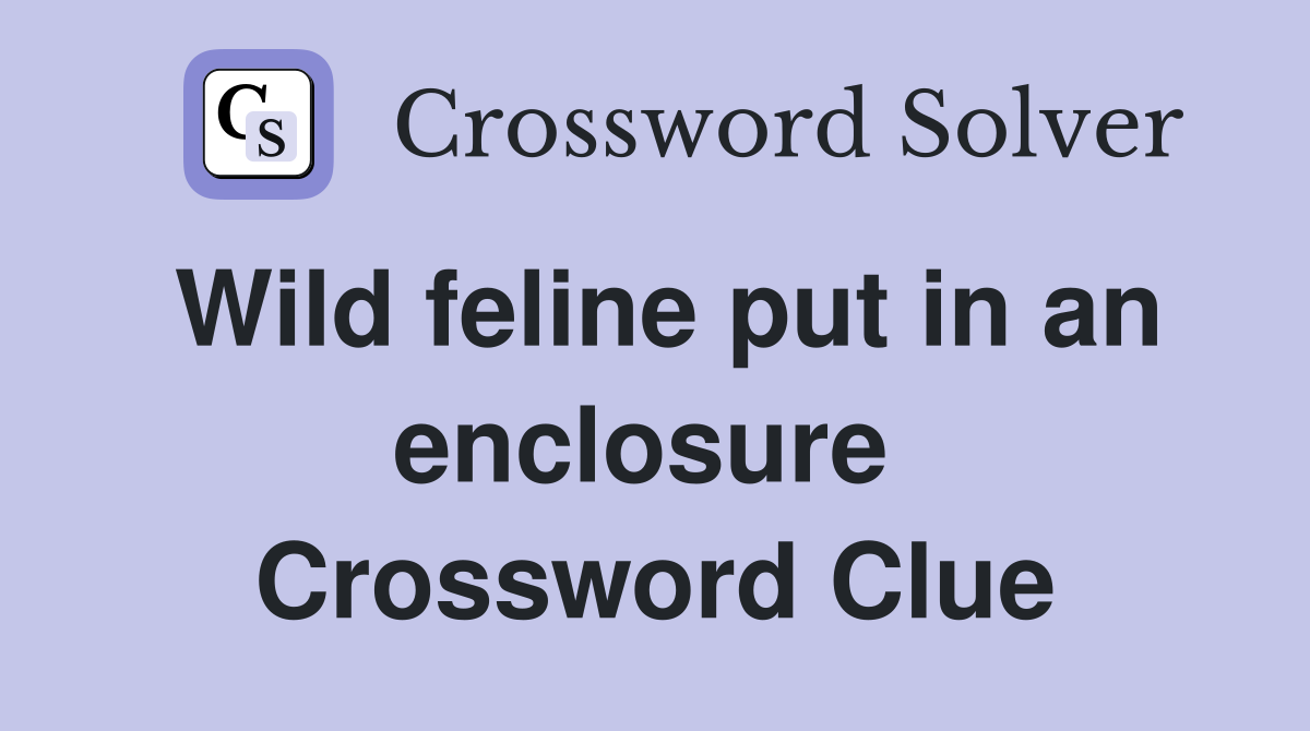 Wild feline put in an enclosure  Crossword Clue