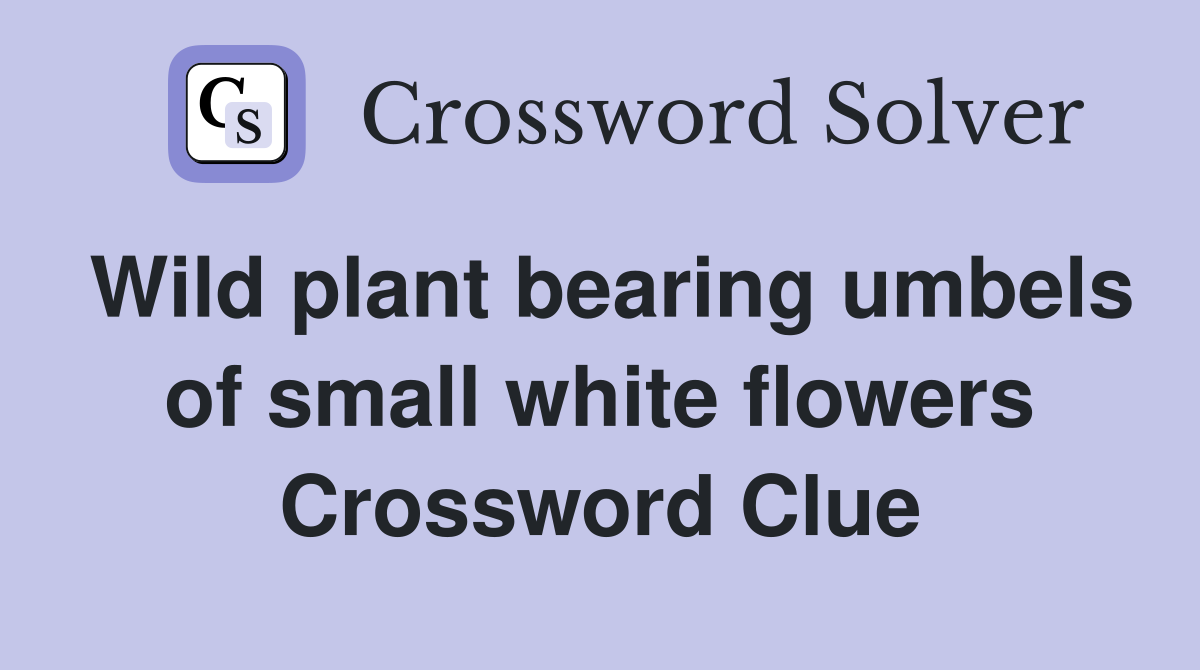 Wild plant bearing umbels of small white flowers Crossword Clue