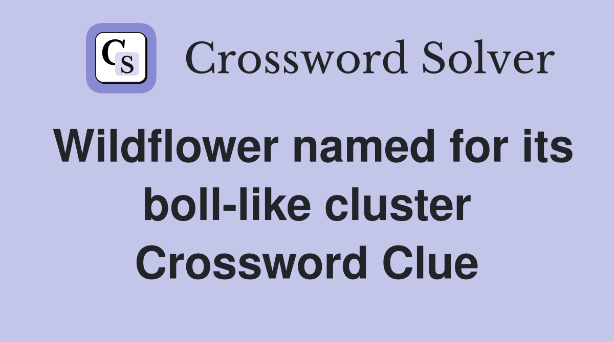 Wildflower named for its boll-like cluster Crossword Clue