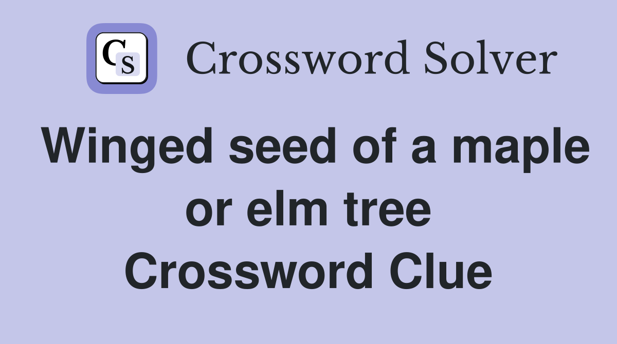 Winged seed of a maple or elm tree Crossword Clue