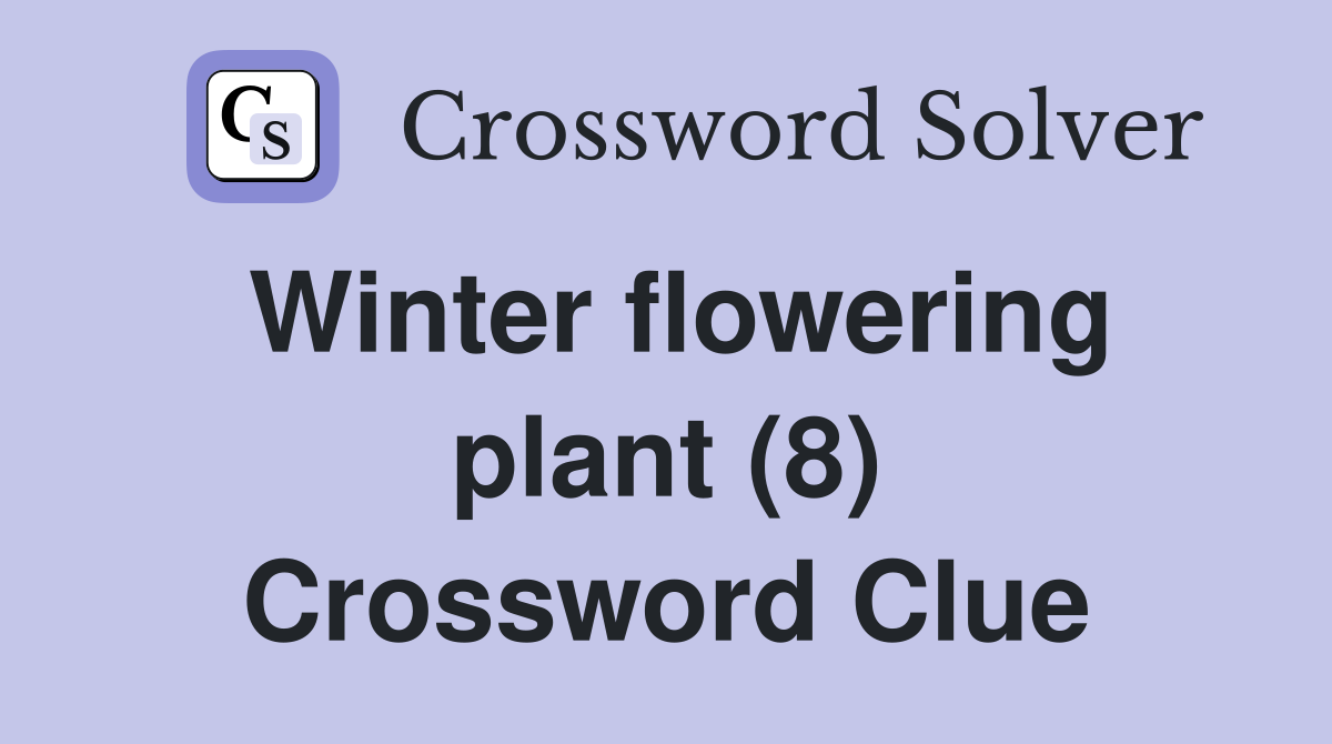 Winter flowering plant (8) Crossword Clue