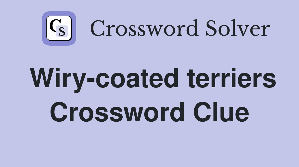 Wiry-coated terriers Crossword Clue