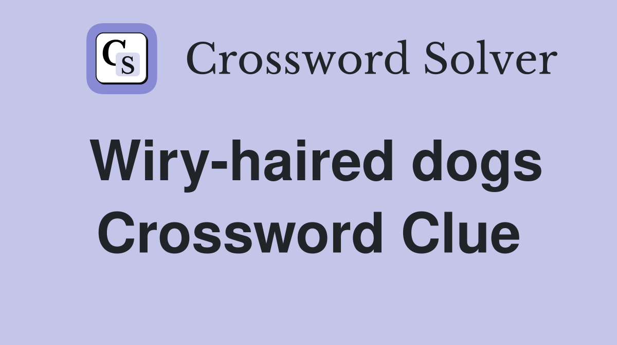 Wiry-haired dogs Crossword Clue
