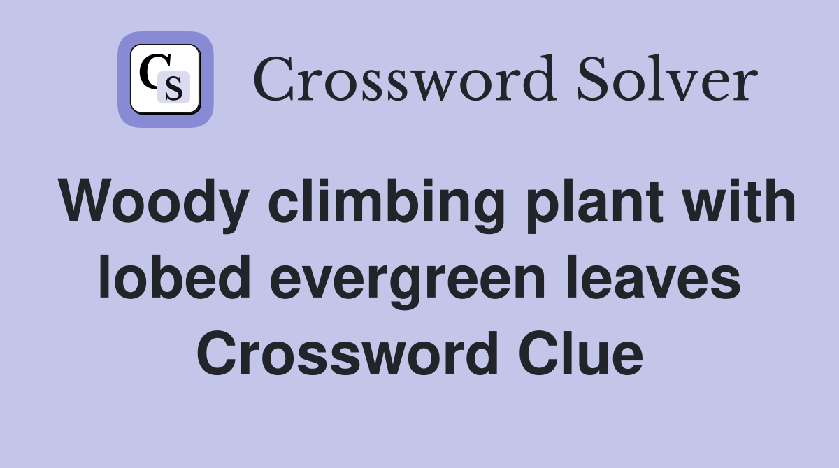 Woody climbing plant with lobed evergreen leaves Crossword Clue