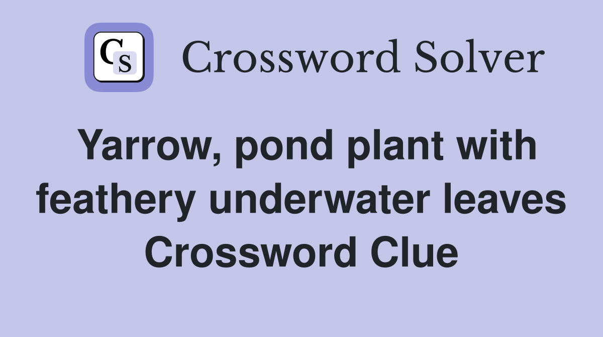 Yarrow, pond plant with feathery underwater leaves Crossword Clue