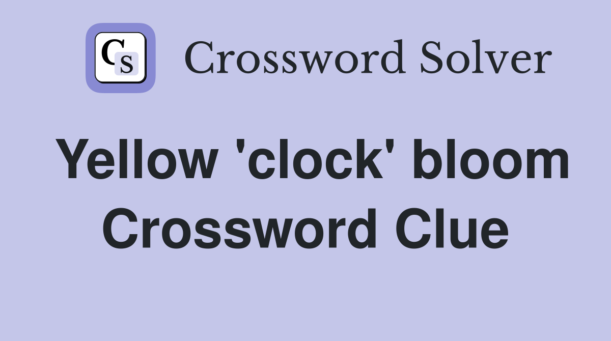 Yellow 'clock' bloom Crossword Clue