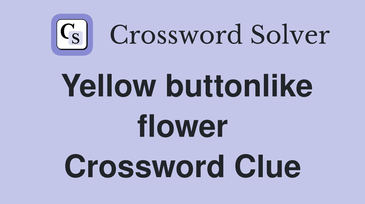 Yellow buttonlike flower Crossword Clue