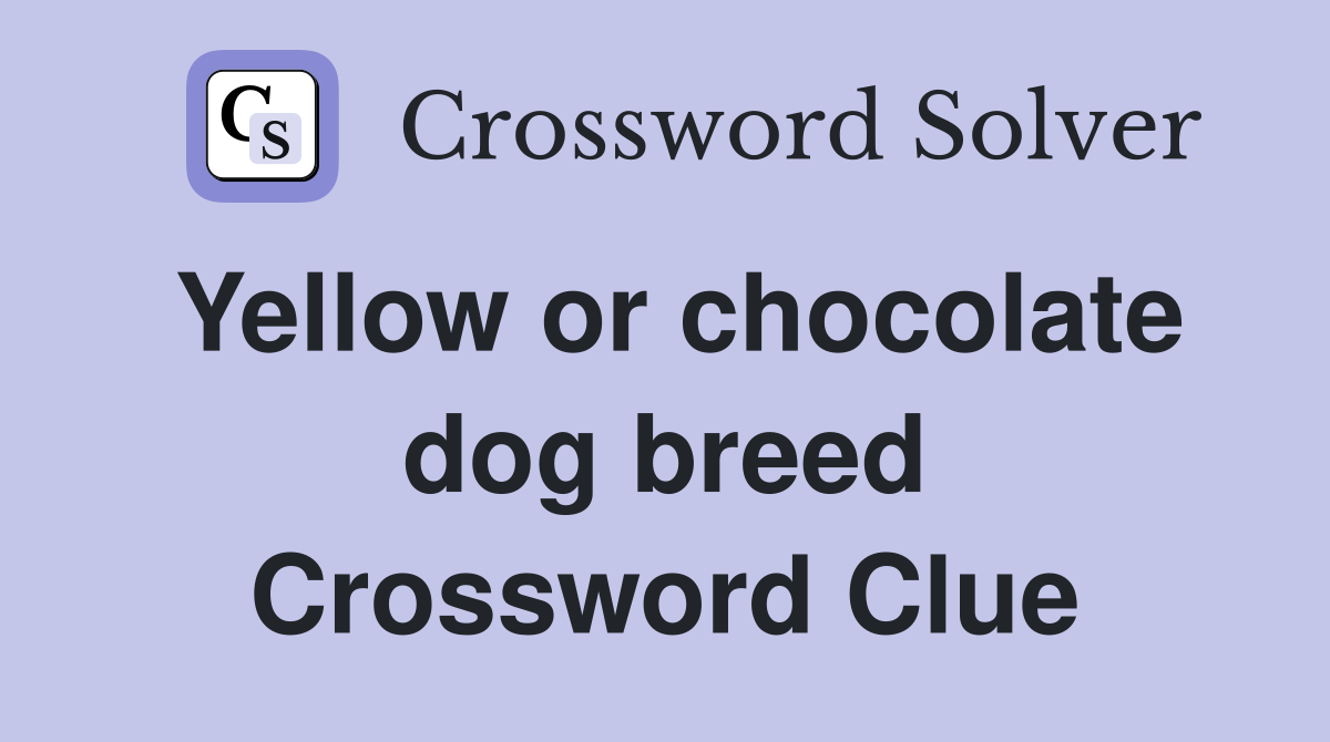 Yellow or chocolate dog breed Crossword Clue
