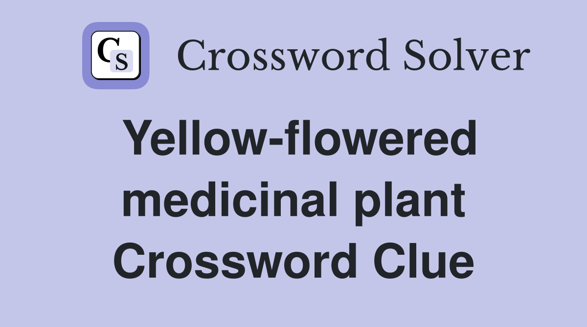 Yellow-flowered medicinal plant Crossword Clue