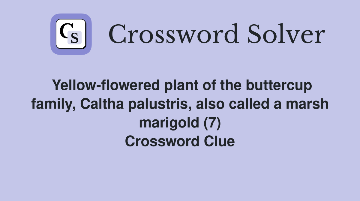 Yellow-flowered plant of the buttercup family, Caltha palustris, also called a marsh marigold (7) Crossword Clue
