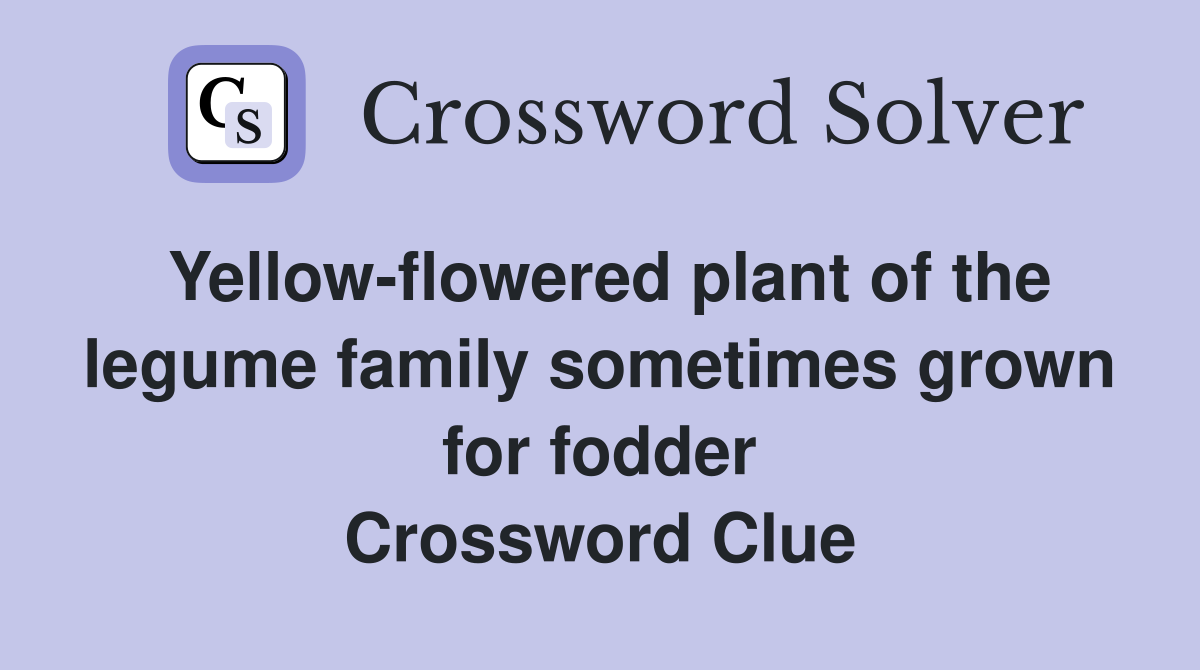 Yellow-flowered plant of the legume family sometimes grown for fodder Crossword Clue