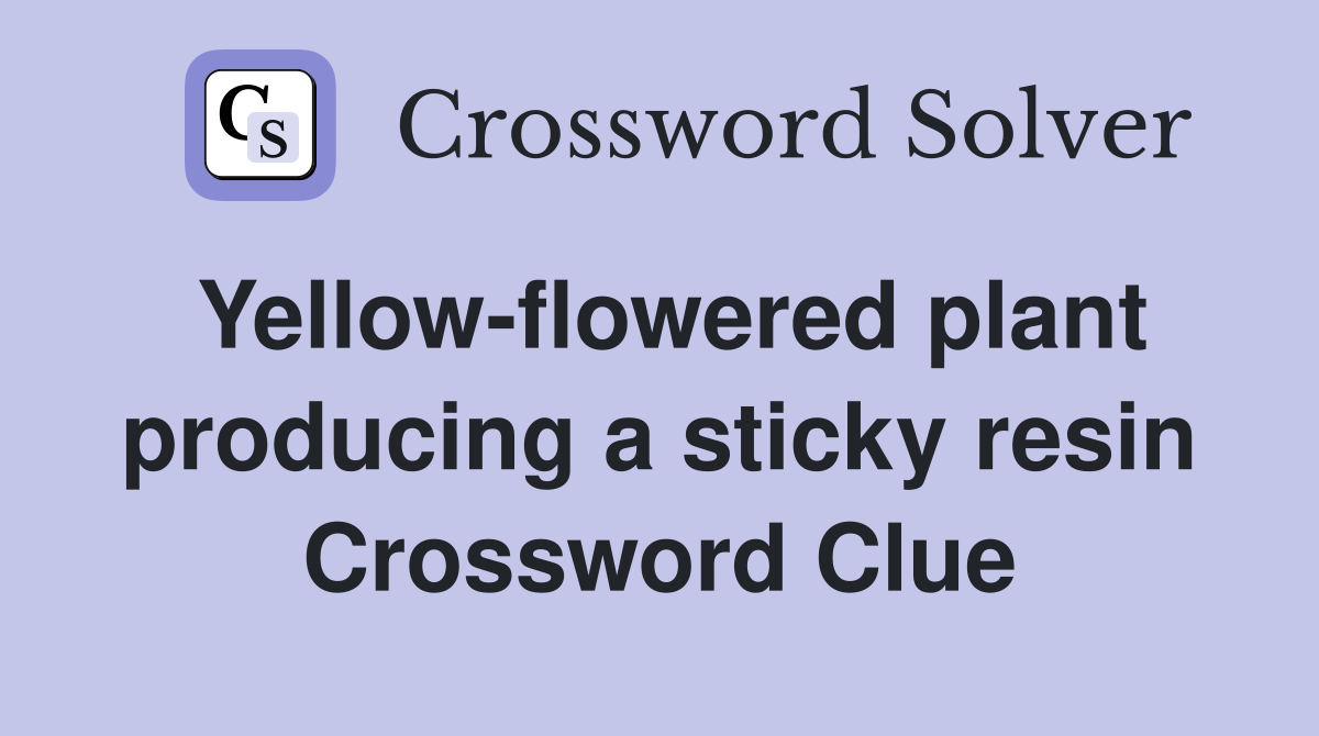 Yellow-flowered plant producing a sticky resin Crossword Clue