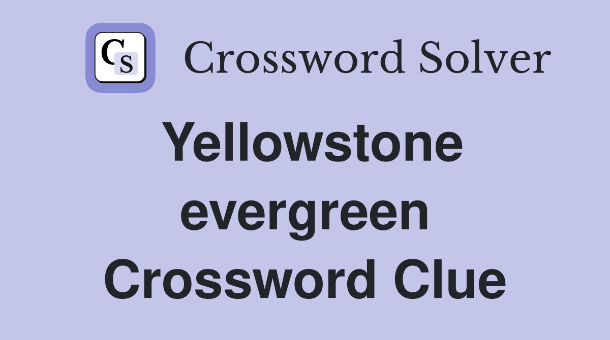 Yellowstone evergreen Crossword Clue
