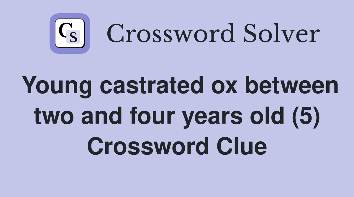 Young castrated ox between two and four years old (5) Crossword Clue