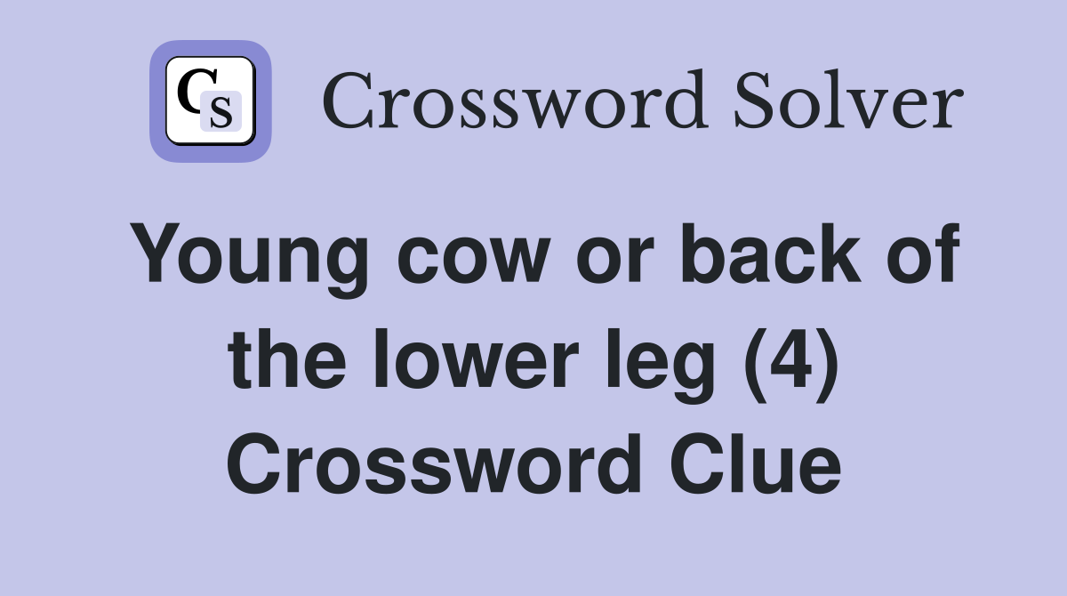 Young cow or back of the lower leg (4) Crossword Clue