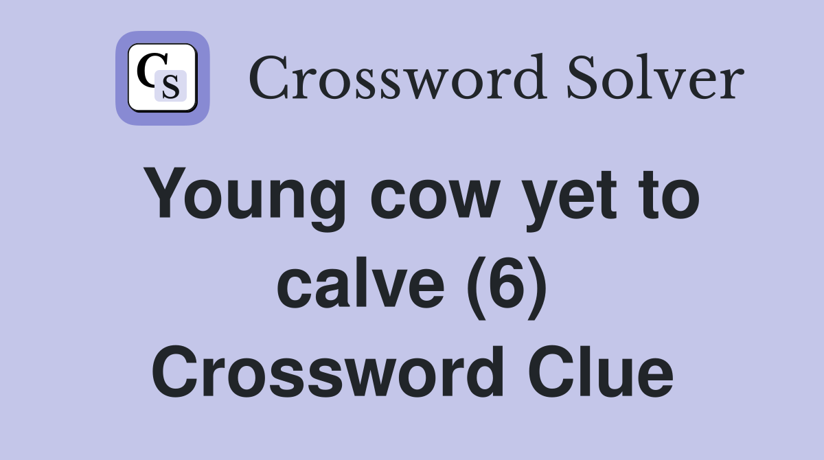 Young cow yet to calve (6) Crossword Clue