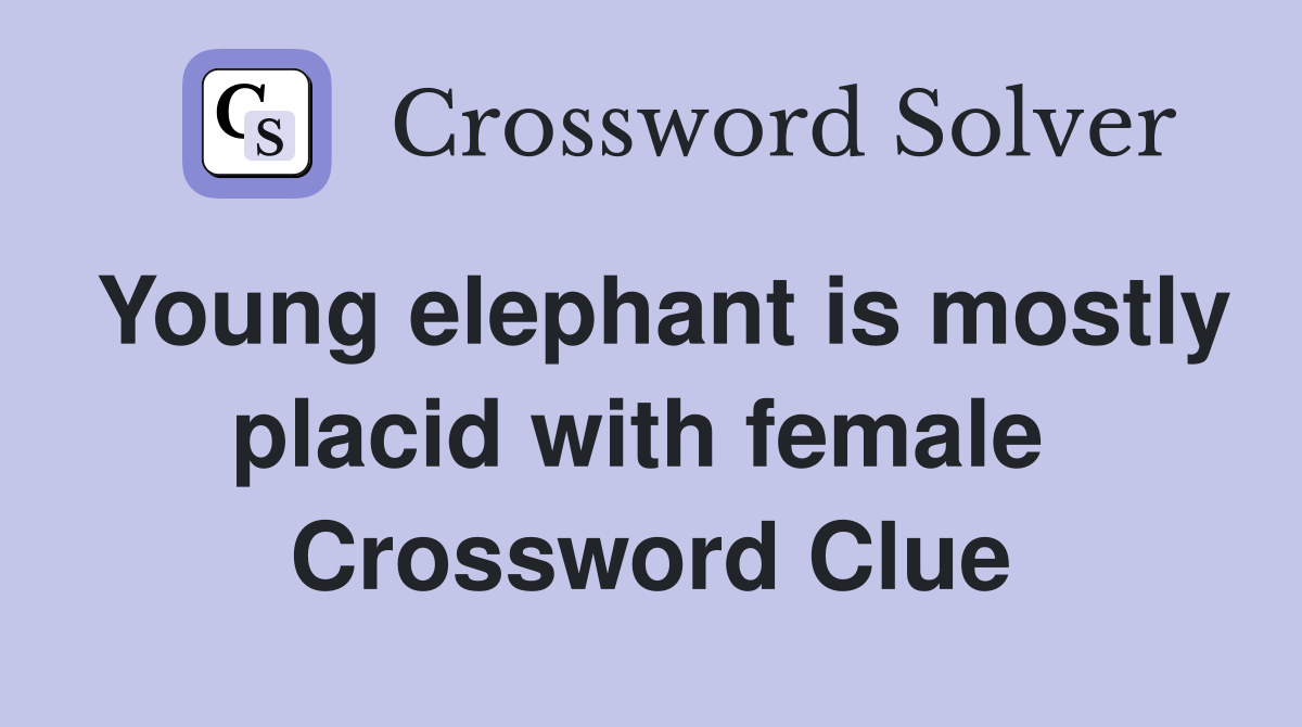 Young elephant is mostly placid with female  Crossword Clue
