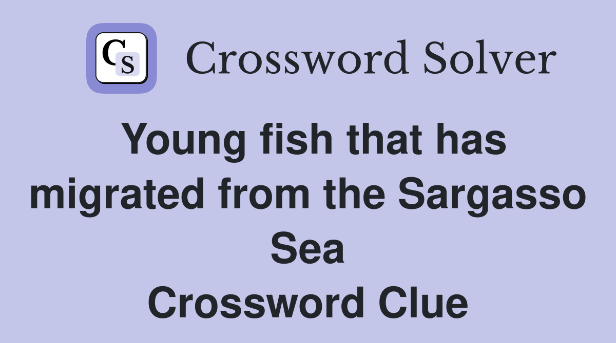 Young fish that has migrated from the Sargasso Sea Crossword Clue