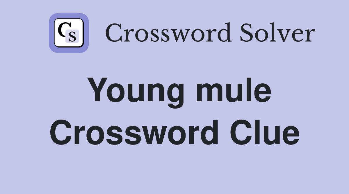 Young mule Crossword Clue