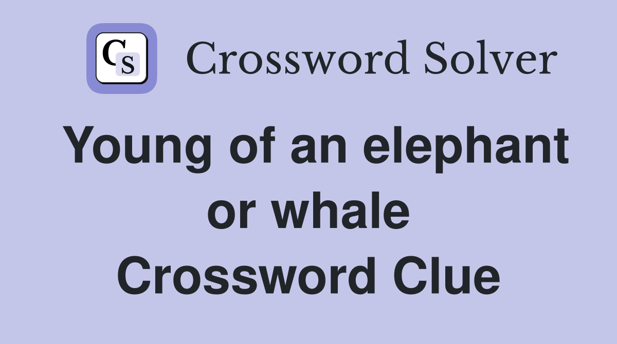 Young of an elephant or whale Crossword Clue