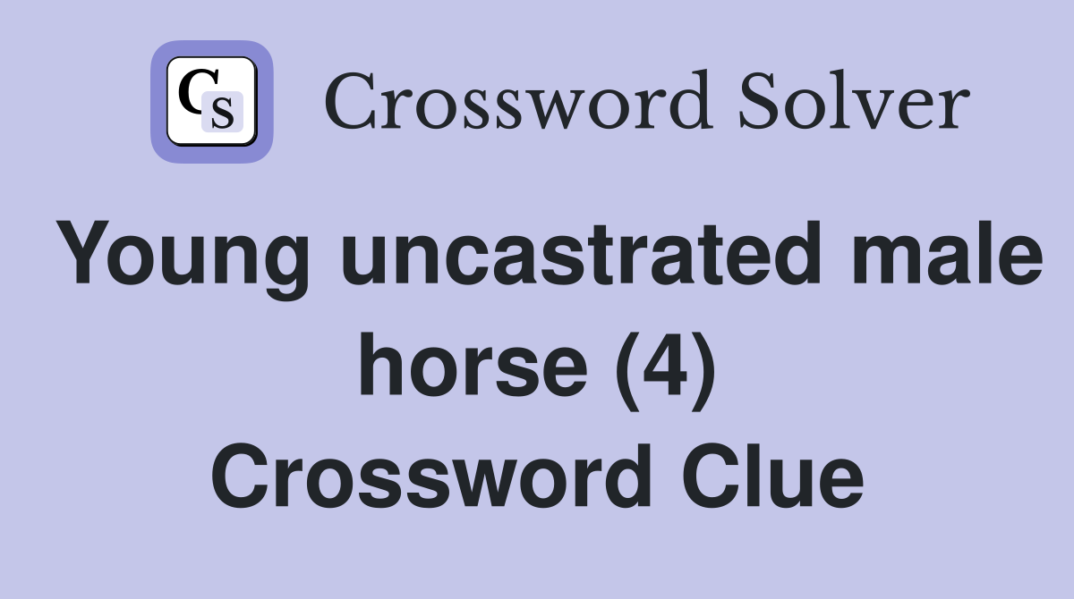 Young uncastrated male horse (4) Crossword Clue