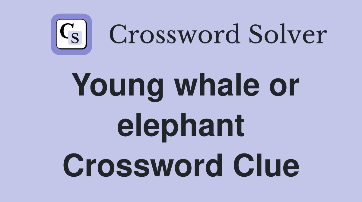 Young whale or elephant Crossword Clue