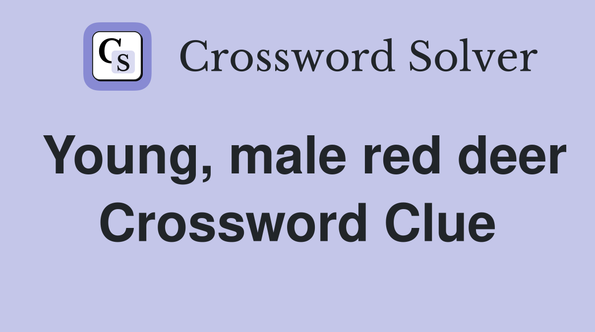 Young, male red deer Crossword Clue