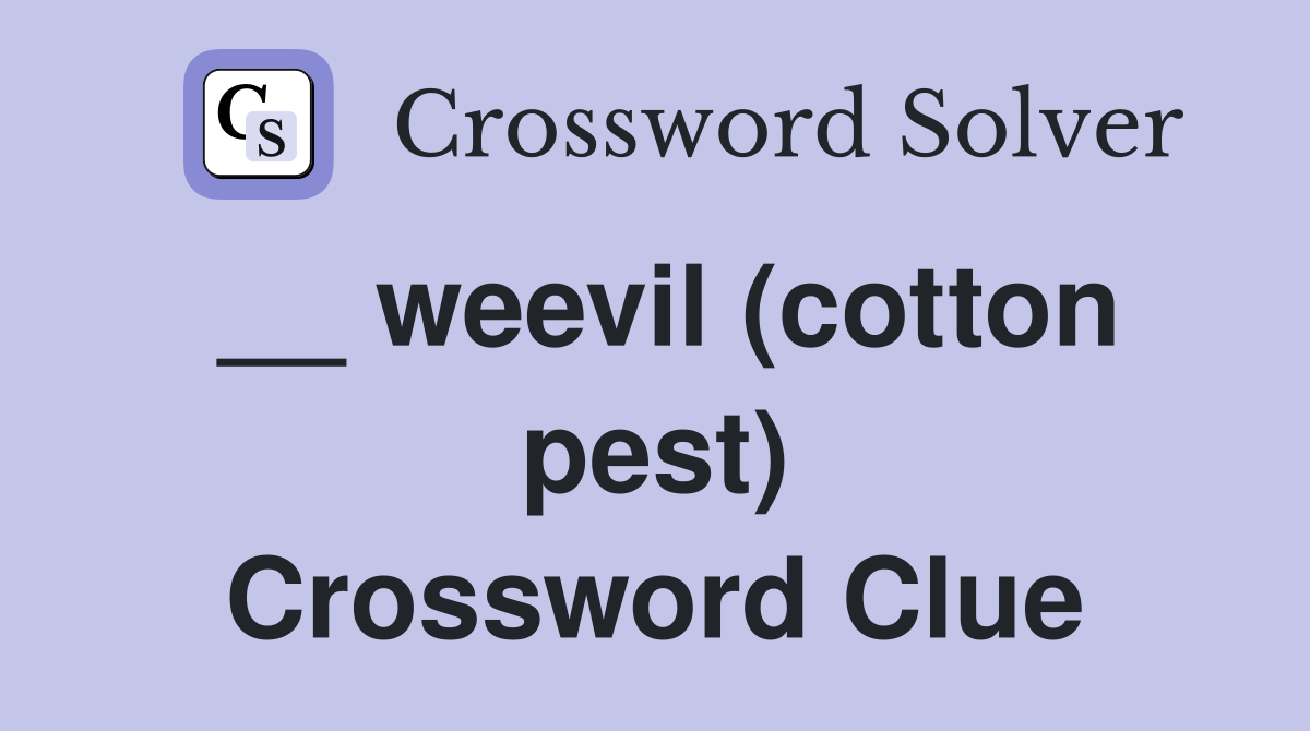 __ weevil (cotton pest) Crossword Clue