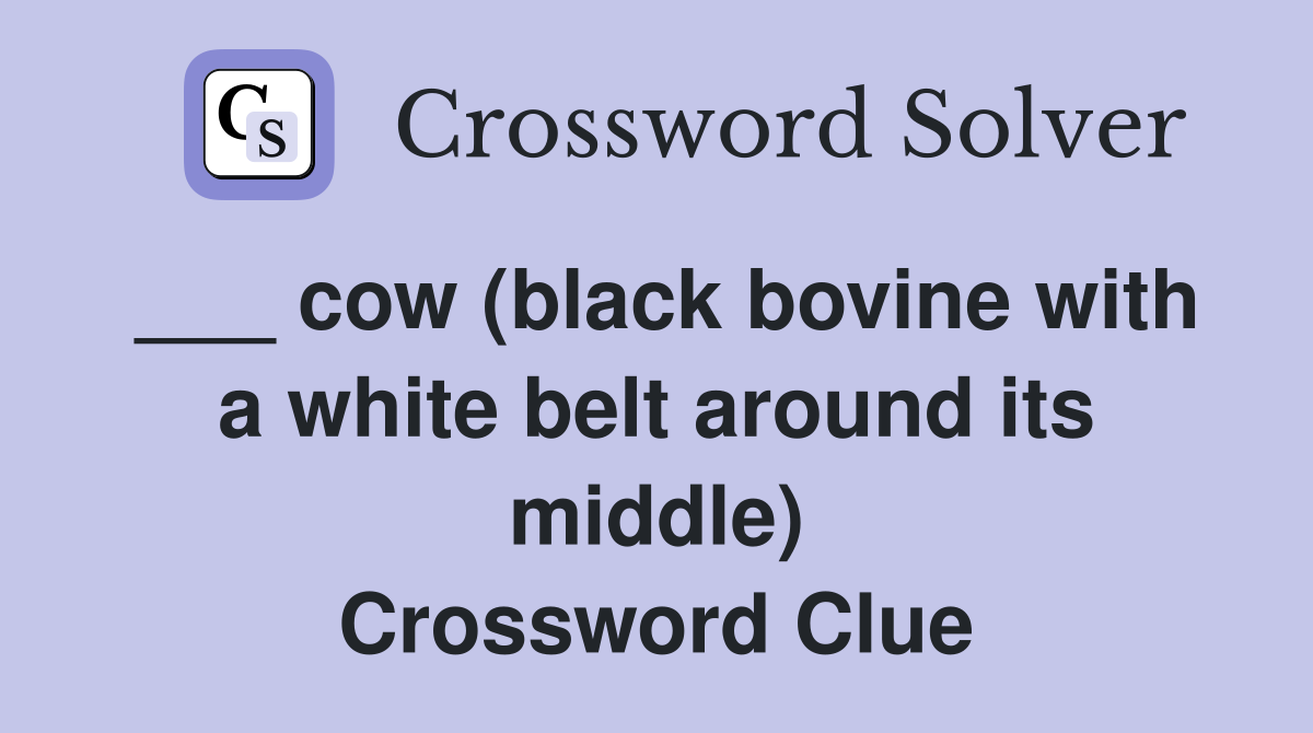 ___ cow (black bovine with a white belt around its middle) Crossword Clue
