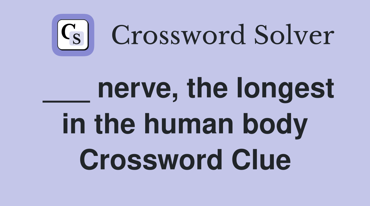 ___ nerve, the longest in the human body Crossword Clue