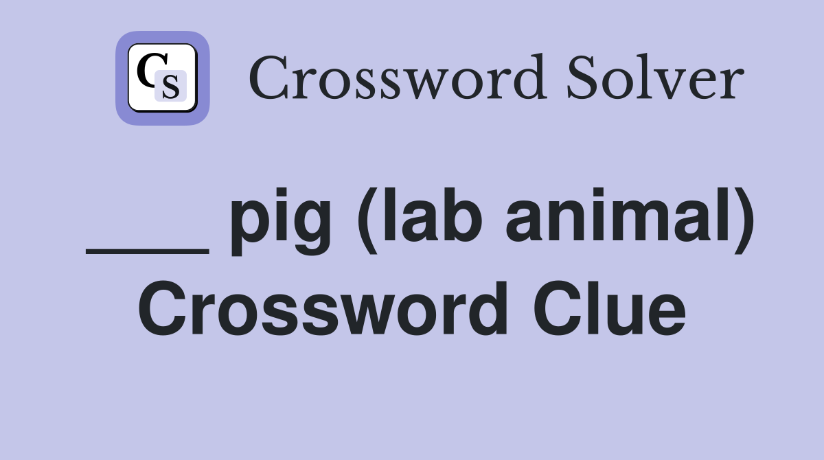 ___ pig (lab animal) Crossword Clue