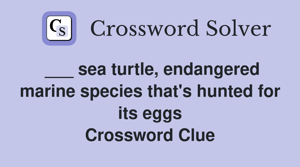 ___ sea turtle, endangered marine species that's hunted for its eggs Crossword Clue